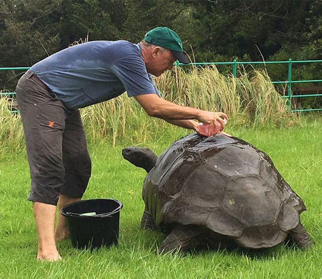 oldest-tortoise1