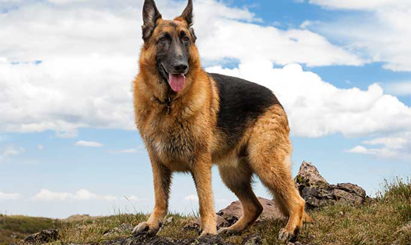 german-shepherd