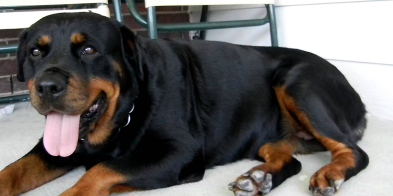 rottweilr