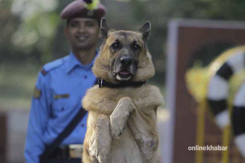 dog-tihar