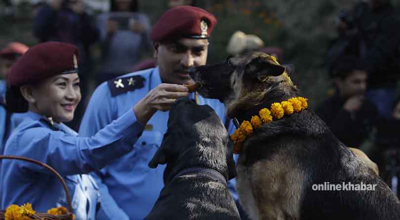 dog-tihar2