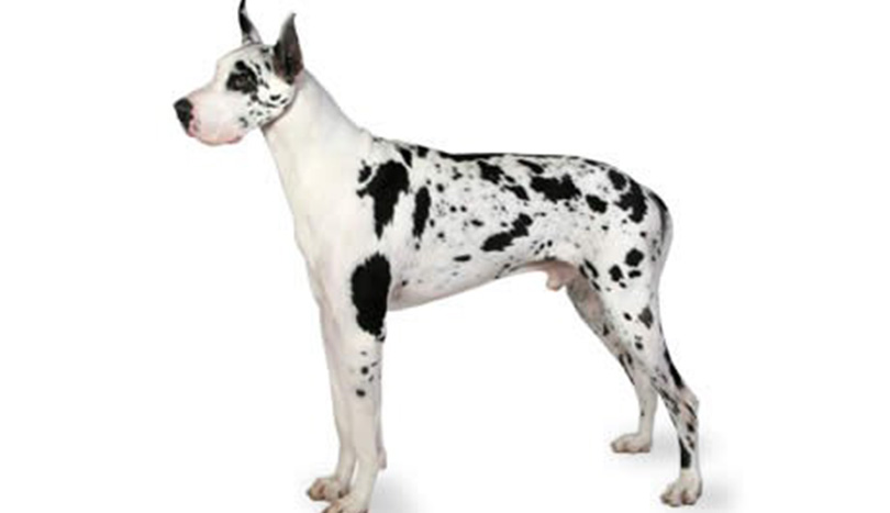 great-dane-dog