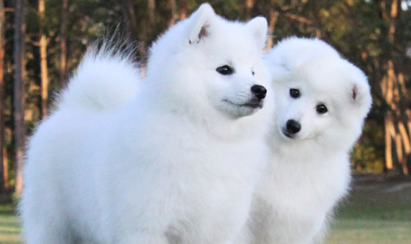 japanese-spitz