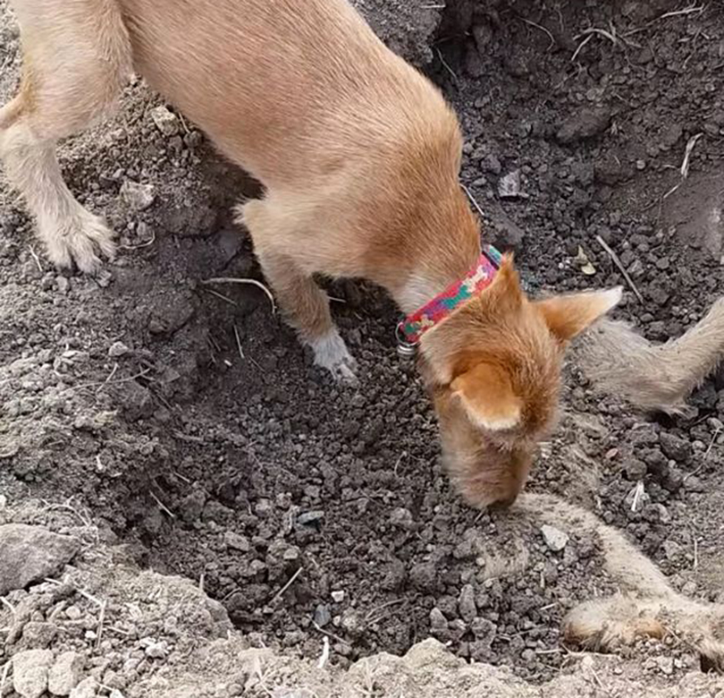 Собака капает. Собаки которые погибли. Животные которые закапываются в землю.