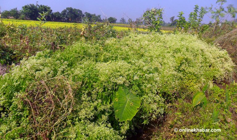 धान फल्ने खेत वनमाराले ढाक्यो