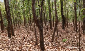 कैलालीमा गोठालो जाँदा हराएका दुई किशोरी सकुशल भेटिए