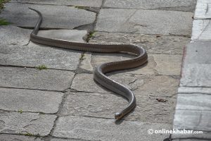 बाँकेमा एक वर्षमा ६३ सर्पको उद्धार   