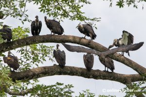 पोखरा आसपासमा गिद्धको सङ्ख्या २२ प्रतिशतले बढ्यो