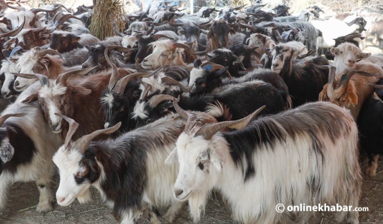 हिमचितुवाको आक्रमणबाट ८२ च्याङ्ग्रा मरे