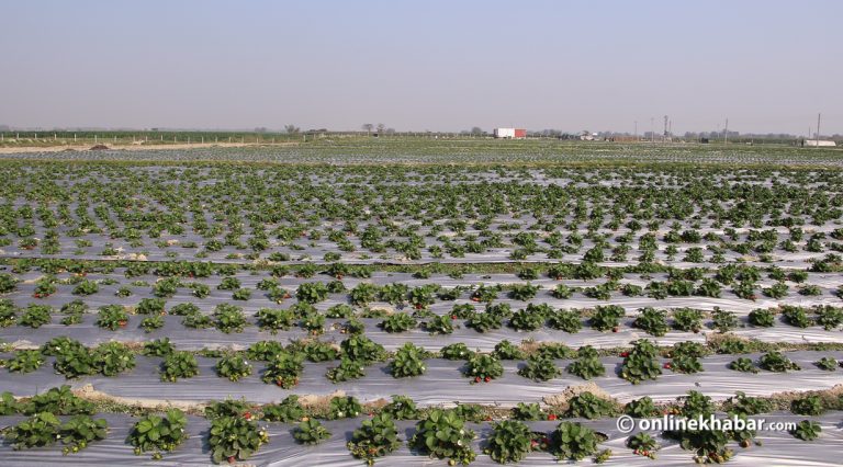 २ हजार हेक्टरमा फलफूल खेती, ७ लाख विरुवा उत्पादन घोषणा