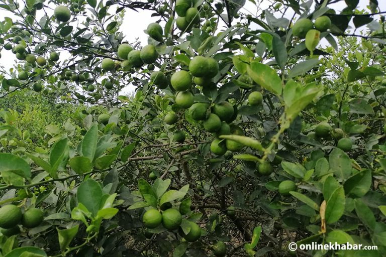 बाँदर आतङ्कबाट जोगाउन काष्ठफल खेती