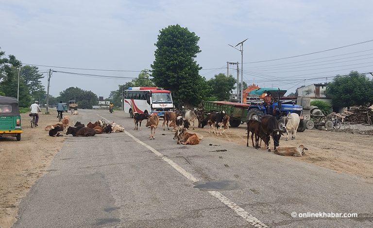 सडक दुर्घटना घटाउन नेपालगञ्जमा छाडा चौपायाका घाँटीमा ‘रिफ्लेक्टर’