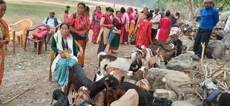 खसी-बोका बिक्रीको कमाइले खुसी छन् पाल्पाका स्थानीय महिला