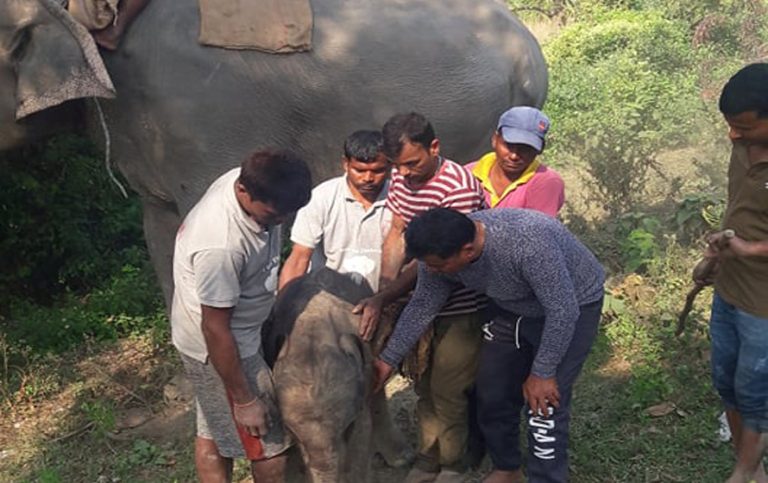 कोशी टप्पुमा शोभाकलीले जन्मायाे छावा