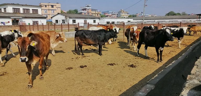 लोप भएको भनिएको सिरी गाई नेपालमै भेटियो