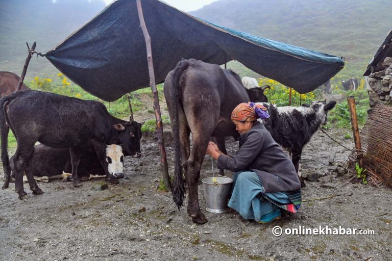 रुकुमपश्चिमका किसानलाई दूधमा १५ लाख अनुदान