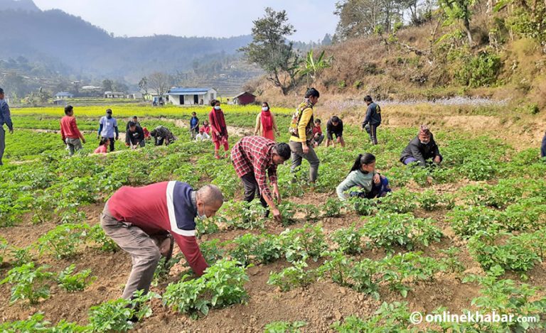 पढाइसँगै विद्यार्थीले शुरु गरे बाँझो जमिनमा तरकारी खेती