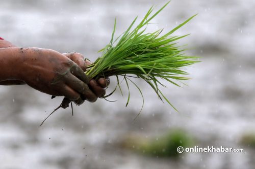 धनुषामा घट्दैछ धानखेती गर्ने जमिन  