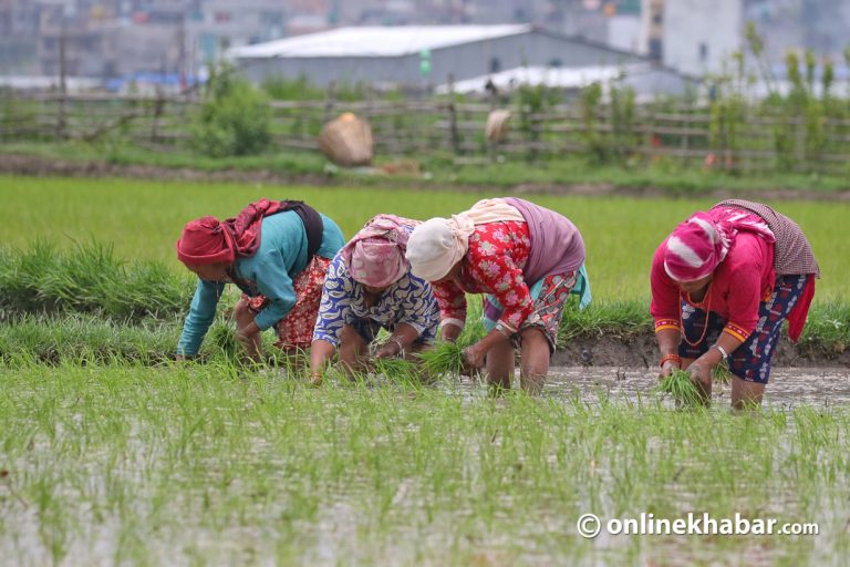 ६ प्रतिशत बढ्यो रोपाइँ, धान उत्पादन बढ्ने 