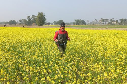 झापाको एउटै पालिकामा २५०० बिघामा तोरी खेती   