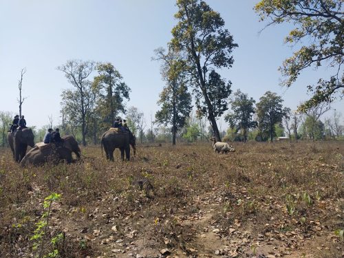 कावासोतीबाट गैँडा स्थानान्तरण सुरु