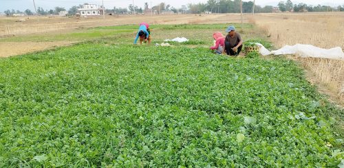 बारामा ६२ हजारभन्दा बढी हेक्टरमा खेती