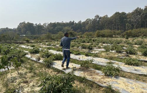 वनमा डढेलो, बस्तीमा छिरे वन्यजन्तु