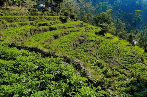 म्याग्दीमा ९ सय रोपनी जग्गामा बर्खे आलुखेती