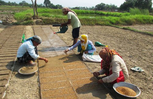 मेसिनले धान रोपाइँ गर्न ट्रेमा बीउ उमार्दै झलारीका किसान