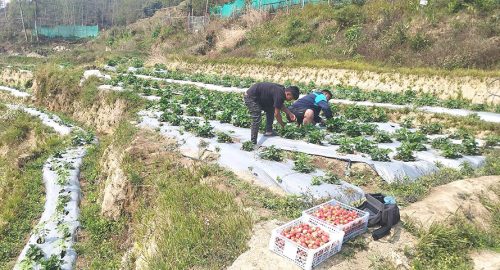 स्ट्रबेरी खेतीतर्फ आकर्षित हुँदै भोजपुरका किसान 