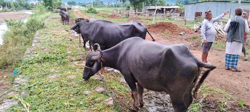 भैँसीको व्यापारबाट वार्षिक ३५ लाखको कारोबार