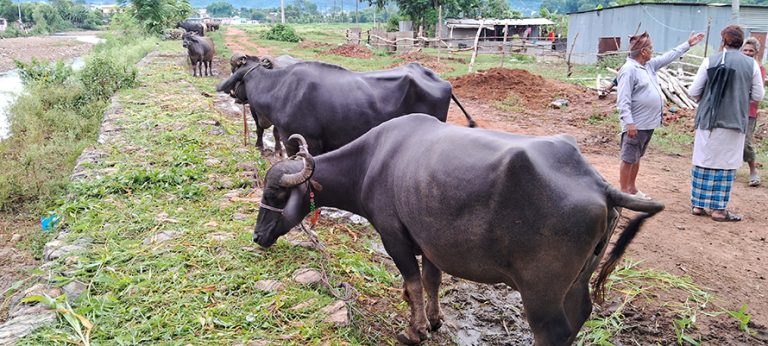 भैँसीको व्यापारबाट वार्षिक ३५ लाखको कारोबार