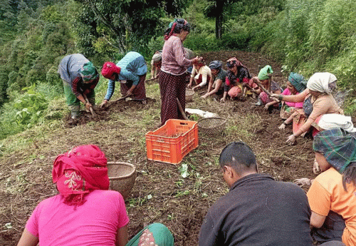 बागलुङमा आलुखेती बढ्यो