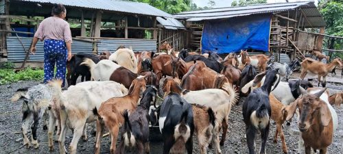 शिक्षण पेसा छाडेर बाख्रापालनमा रमाइरहेका विष्णुपादुकाका राई