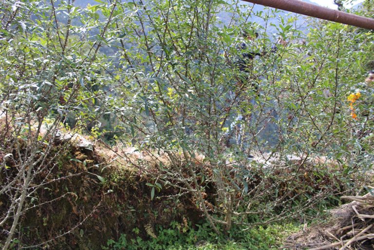 बाँझो खेतमा धान रोप्न छाडेर टिम्मुरखेती गर्दै म्याग्दीका किसान
