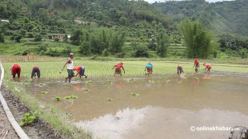 गण्डकीमा ९६ प्रतिशत रोपाइँ सकियो