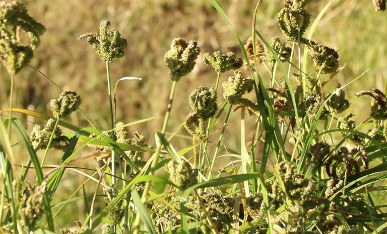 गुल्मीमा वर्षेनी घट्दैछ कोदो खेती