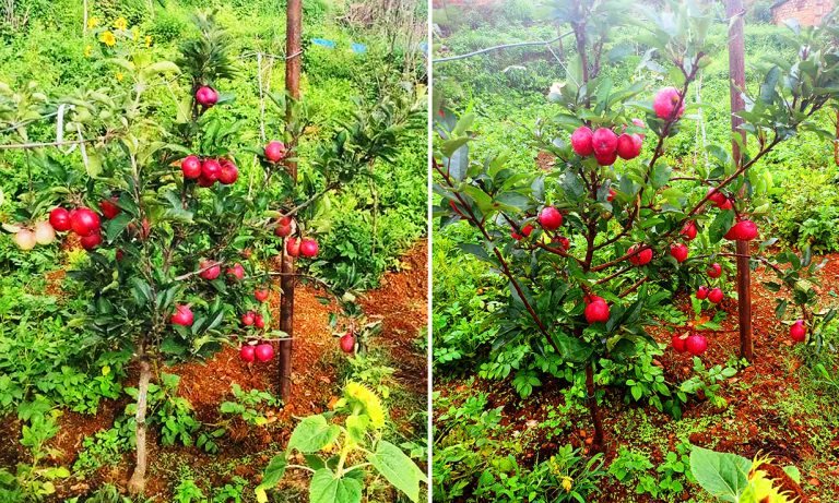 एकै वर्षमा स्याउ फलेपछि अर्नाकोटका किसान उत्साहित