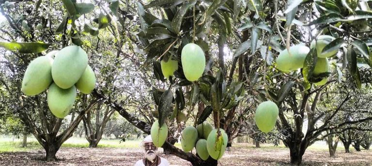 धनुषामा ८० विघा आँप बगैंचा फाँडेर सोलार प्लान्ट राख्ने तयारी