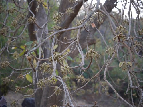 मौवा संरक्षणमा लुम्बिनी प्रदेश सरकारको चासो