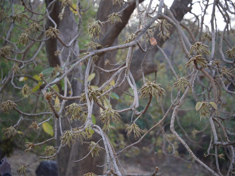 मौवा संरक्षणमा लुम्बिनी प्रदेश सरकारको चासो