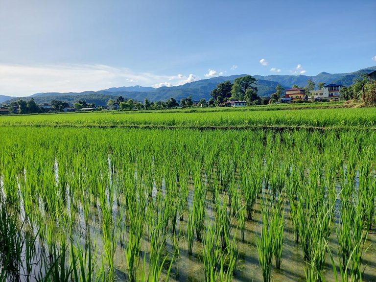 नवलपरासी पूर्वका स्थानमा ९३ प्रतिशत रोपाइँ