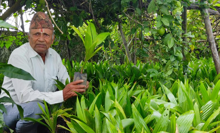 झापामा सुपारी खेतीको लहर, दुई महिनामै बिक्री भयो एक करोड ८० लाखका बिरुवा