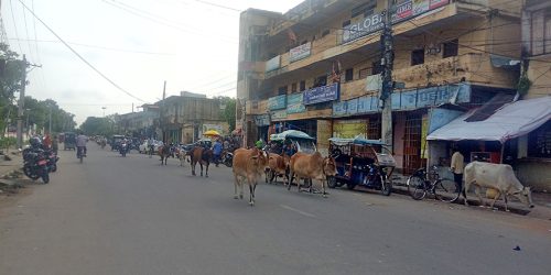 छाडा चौपायाले नेपालगञ्जमा दुर्घटनाको जोखिम बढायो