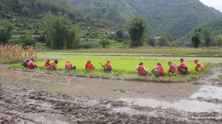 गुल्मीमा धान रोप्ने क्षेत्रफल घट्दै