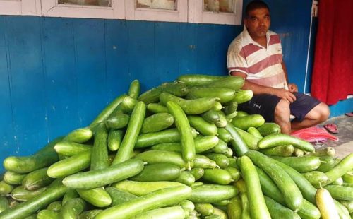 काँक्रा खेतीले बदलियो इलामका किसानको जीवनस्तर