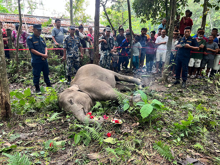 बेलबारीमा मृत भेटियो छावा