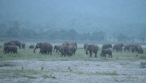 हात्तीमैत्री बन्यो झापाको बाहुनडाँगी