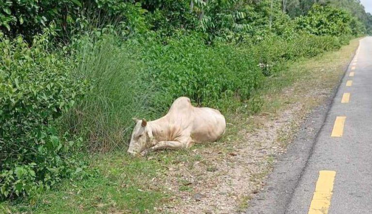 महोत्तरीको जंगलमा फेरि मृत फेला परे साँढे