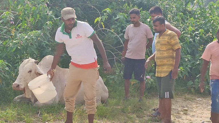 धनुषामा मध्यराति टिपरले छाडेको साँढेहरु मृत र घाइते अवस्थामा